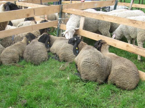 Ovce na izlozbi 1