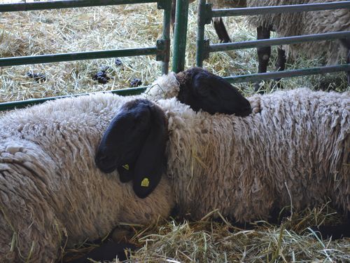 ovce cigaja na sajmu