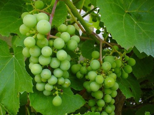 vinova-loza-grozdje-vitis-vinifera
