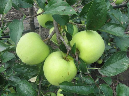 jabuka plod