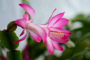 bozicni-kaktus-cvet