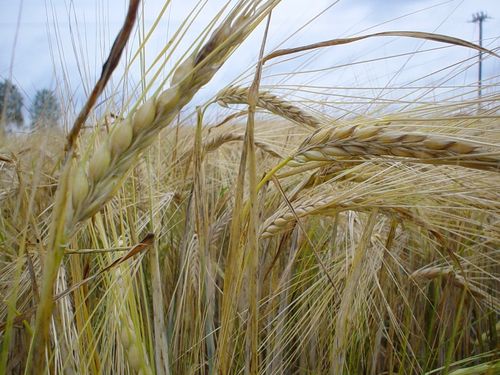 Read more about the article Žetva ječma u toku. Cena od 16,10 din/kg reper za cenu pšenice