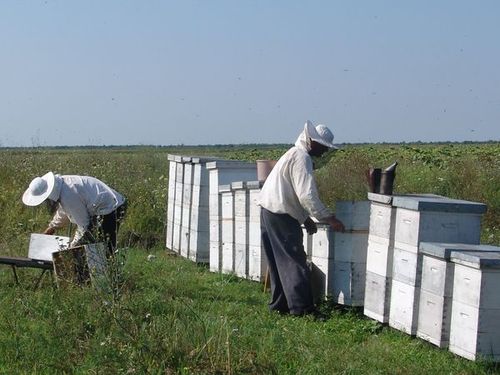 Read more about the article Krediti za nabavku pčelinjih rojeva, košnica i opreme