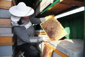Pčelarka na svom radnom mestu