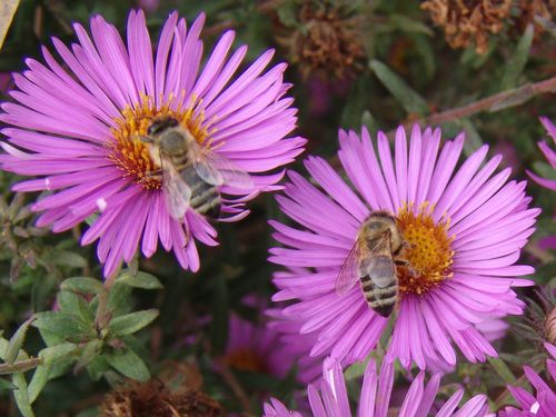 Read more about the article Svetski dan pčela: „Ujedinite se dа biste zаštitili pčele“
