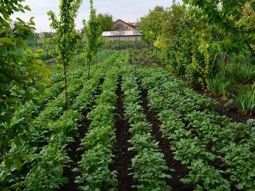 Read more about the article Osnovan prvi istraživački centar ekološke poljoprivrede u Srbiji