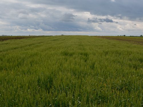 Read more about the article Bolesti na pšenici – Fuzarioze klasa, zaštita i prihrana useva pšenice