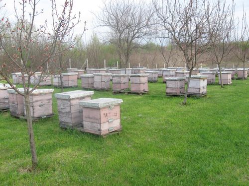 Read more about the article Vreme je za pregled pčelinjaka i prve radove
