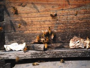 Pčele na košnici