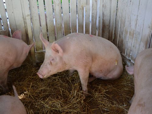 Read more about the article Afrička kuga svinja – Kako sprečiti, a kako prepoznati bolest?