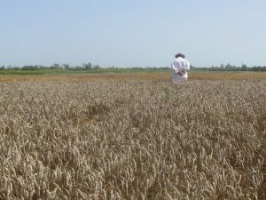 Šeta kroz polje žita 2