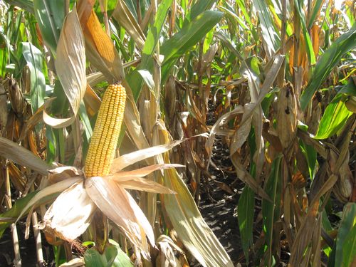 Read more about the article Crvenilo kukuruza ćemo sprečiti pravilnim plodoredom