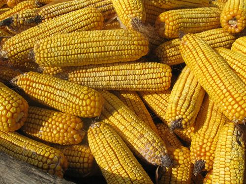 Read more about the article Očekuje se više kukuruza i soje u odnosu na prošlu godinu