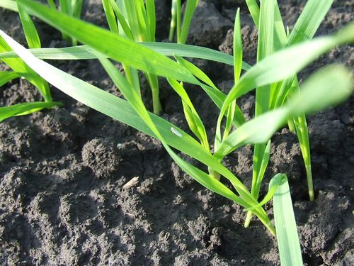 Read more about the article Cikade i vaši u usevima pšenice i ječma. Pregled useva, pa zaštita
