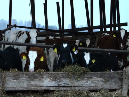 Read more about the article Koje mere podsticaja predlažu odgajivači goveda