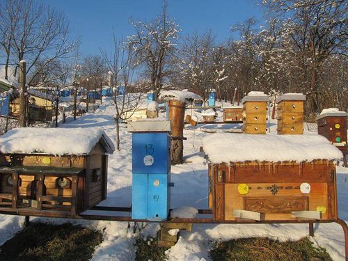 Read more about the article Radovi na pčelinjaku u februaru – Obratimo pažnju na sitnice