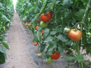 paradajz plastenik pred berbu