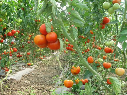 paradajz zreli plodovi na biljkama