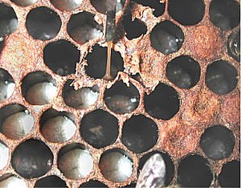 Read more about the article Američka kuga pčelinjeg legla