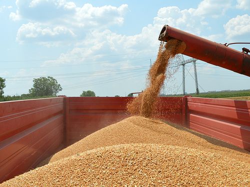 Read more about the article Razmena merkantilne za semensku pšenicu roda 2021. godine – Oglas
