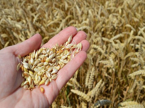 Read more about the article Više pšenice za 11,6 % u odnosu na prošlu godinu