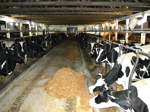 Read more about the article Objekti za krave: Ventilacija i osvetljenje u štalama