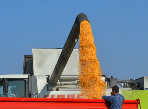kipovanje kukuruza zlatica