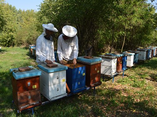 Read more about the article Načela kojih se treba pridržavati prilikom radova na pčelinjaku