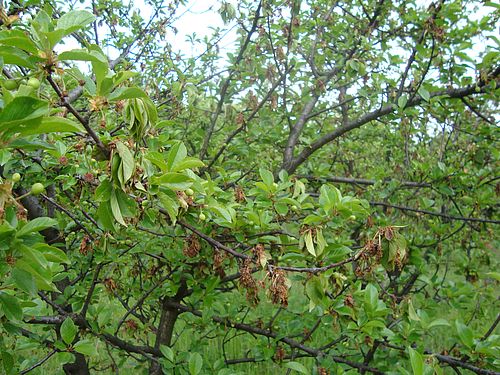 Read more about the article Suzbijanje Monilinia laxa – prouzrokovača sušenja cvetova i grančica u zasadima koštičavih voćnih vrsta u fazi cvetanja