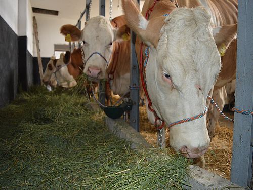 Read more about the article Stočarstvo u Srbiji: Manje goveda, svinja, koza i živine