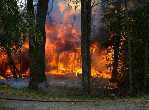 Read more about the article Sačuvajmo šume od požara, budimo odgovorni