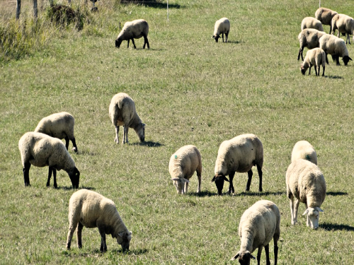 ovce na pasnjaku