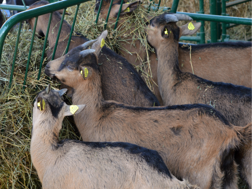 Read more about the article Kako hraniti bremenite koze