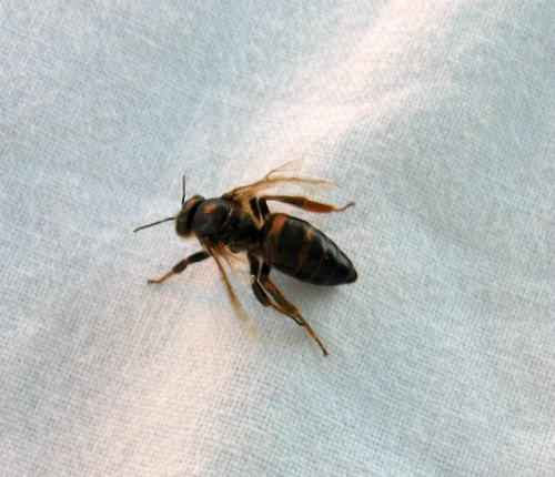 Read more about the article Matica trutuša ili lažne matice – obe pojave loše za pčelinju zajednicu