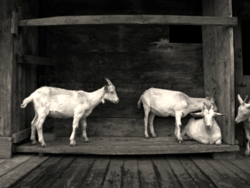 Read more about the article Kako organizovati negu koza