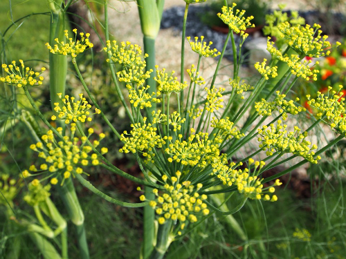 Komorač - korisna aromatična biljka i za Vašu baštu | Poljosfera