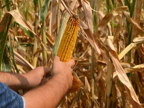 Read more about the article Neće biti mere zabrane izvoza kukuruza ili uvođenja taksi