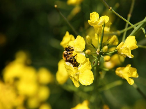Read more about the article Ministarstvo poljoprivrede: Sprečimo trovanje pčela