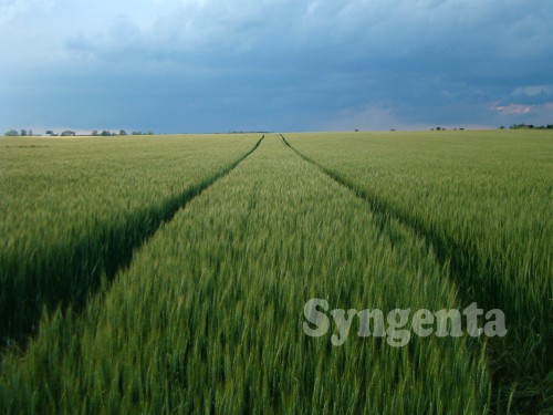 Read more about the article Zaštita pšenice od biljnih bolesti