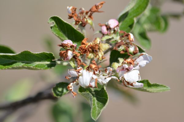 Read more about the article Rutava buba, cvetojed – Saveti kako da odbranimo gajene biljke