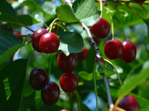 Read more about the article Na koji način odrediti kada je pravo vreme za berbu trešnje i višnje?