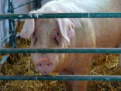 Read more about the article Milakara: Meso zaraženih svinja nije dospelo u prodaju