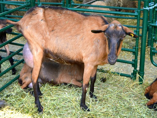 Read more about the article Obradom papaka koze čuvamo od zaraznih bolesti