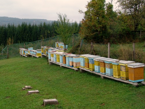 Read more about the article U junu na pčelinjaku: Vrcanje, umnožavanje, dodavanje matice, suzbijanje varoe