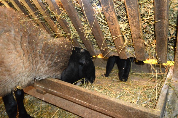 Read more about the article Kako najbolje organizovati ishranu ovaca nakon oplodnje?