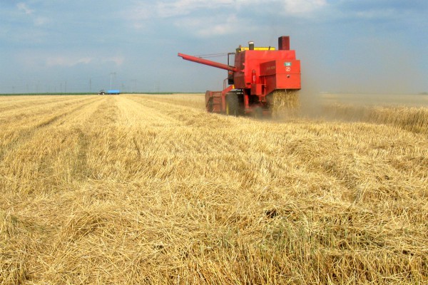 pšenica kombajn