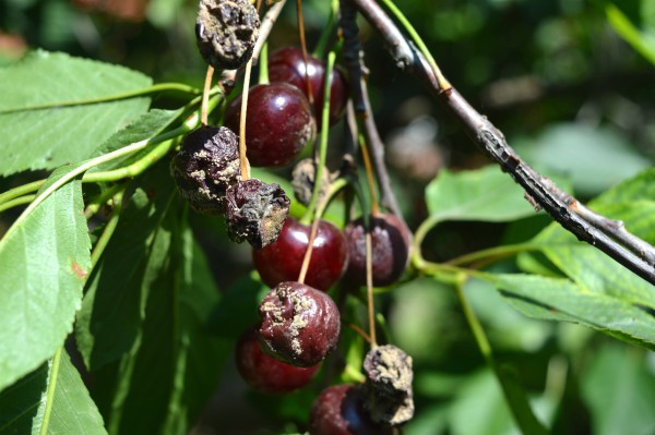 Read more about the article Smeđa trulež ploda (Monilinia fructicola) dovodi do ogromnih šteta