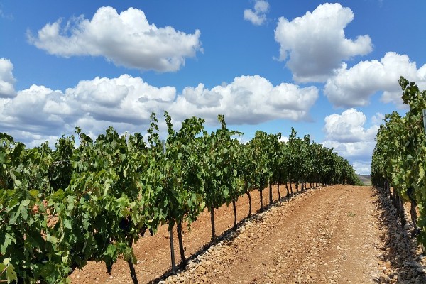 Read more about the article Registracija vinograda obavezna i u 2021. godini (Vinogradarski registar)