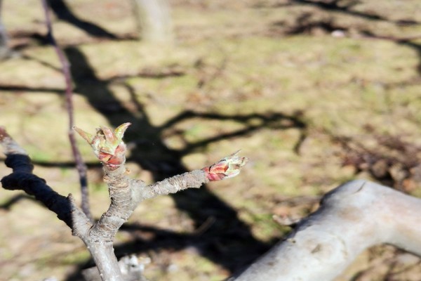 Read more about the article Aktuelna zaštita jabuke, breskve i nektarine