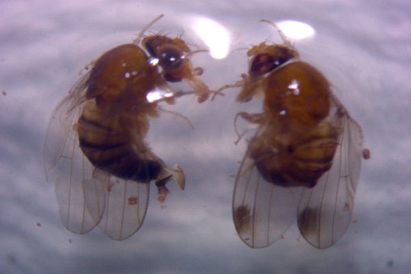 Read more about the article Rana pojava azijske voćne mušice. Primeniti preventivne mere